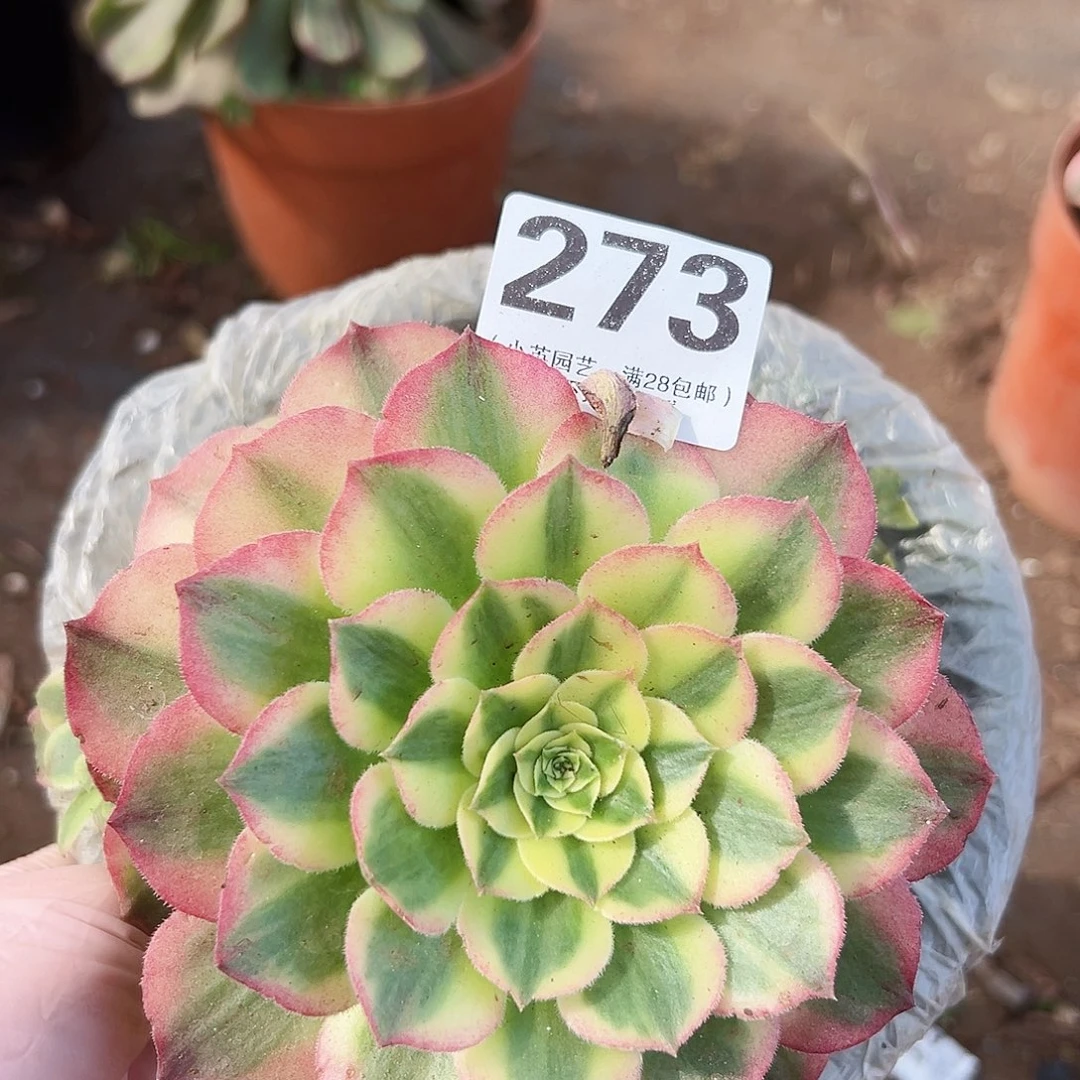 海王273多肉植物多肉植物
