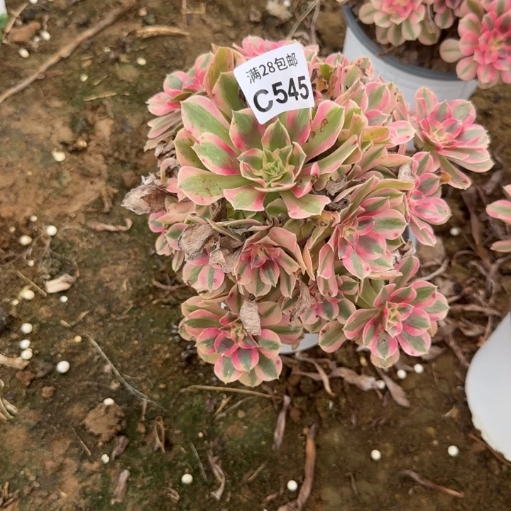 545 清棚处理不包断枝