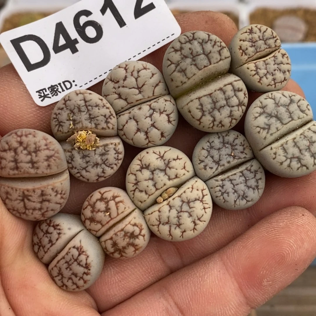 4612荒188.9一手一物一拍