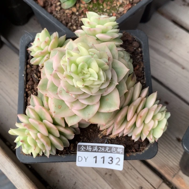 蜡牡丹锦多肉植物1132