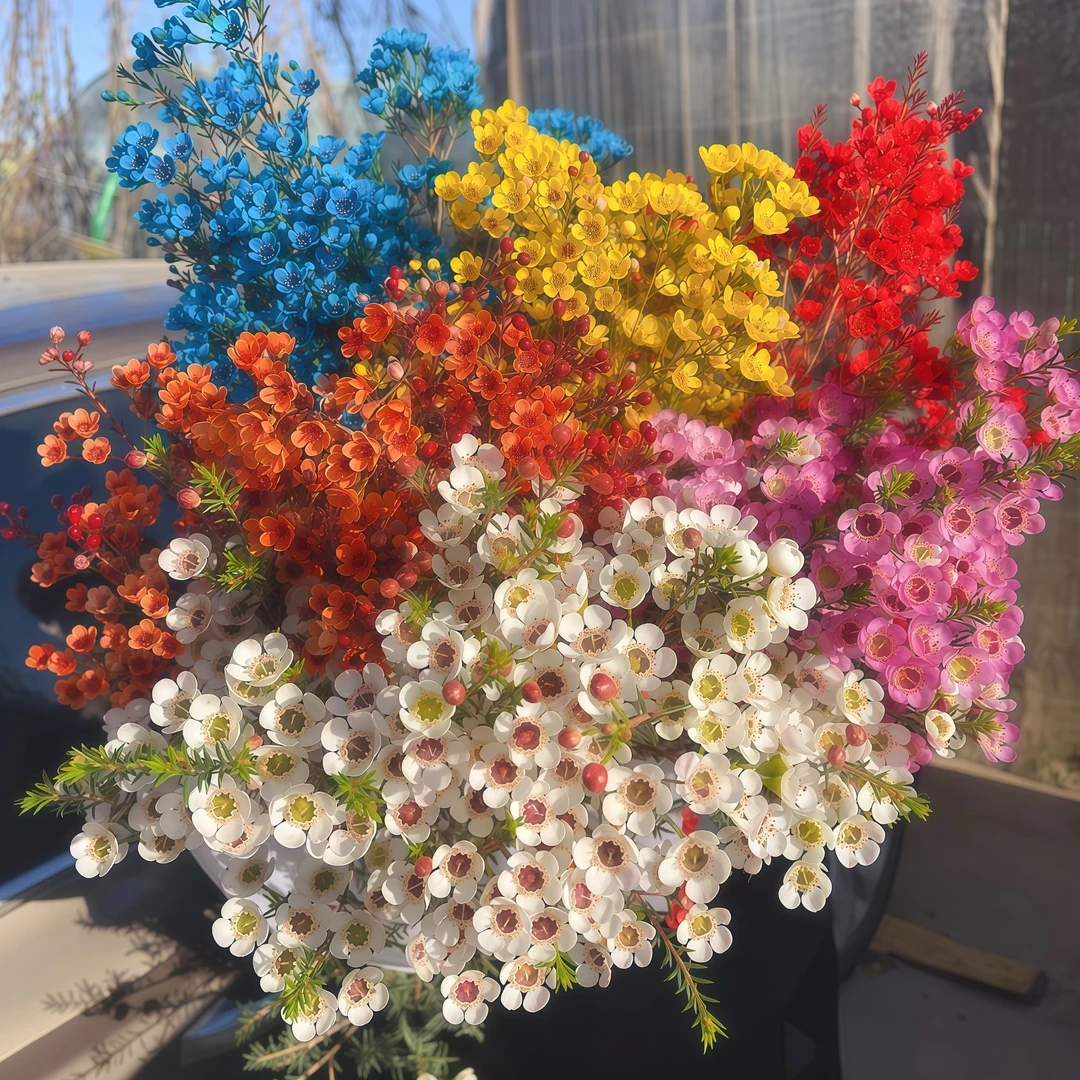 【澳洲腊梅AK】澳洲腊梅指定色1把   | 全场任意满两单升级快递