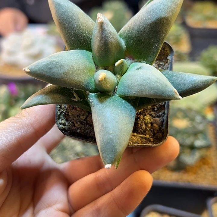 61号实生龙尾8.1公分