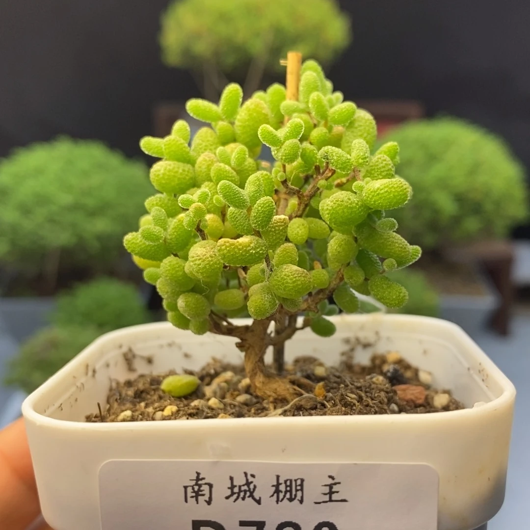 780蜜橘糖球枝干