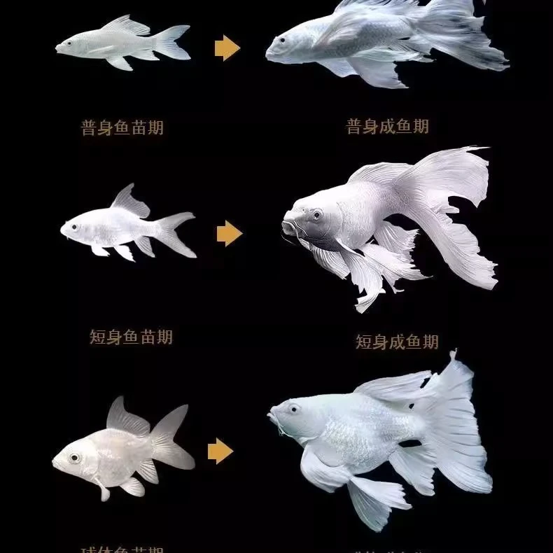 普身精品贵妃18-22蝴蝶鲤观赏鱼自家渔场直发新手好养易活