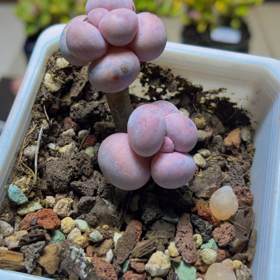 481芭比奶酪5厘米多肉