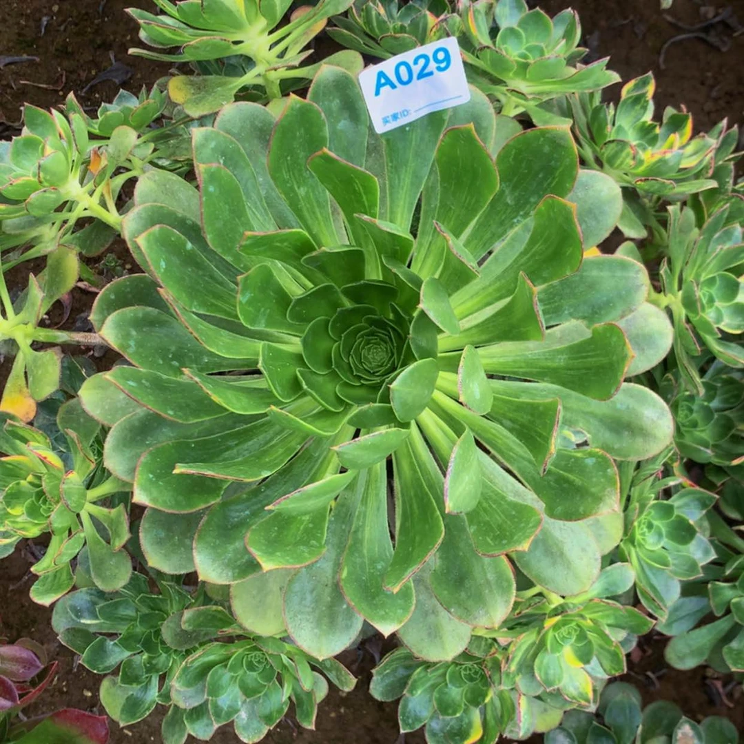 【闪购商品】29彩蝶多肉