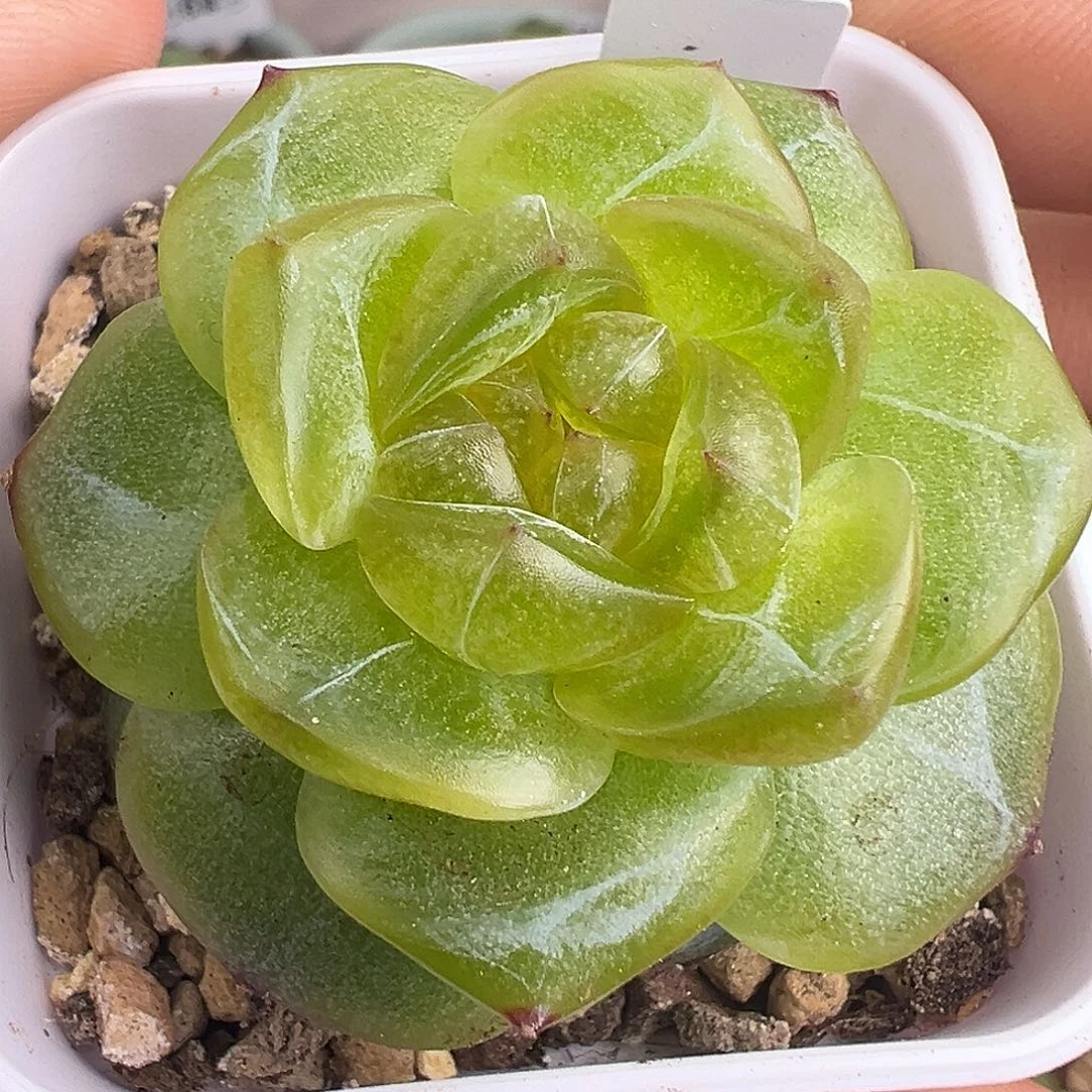 珍妮母本。