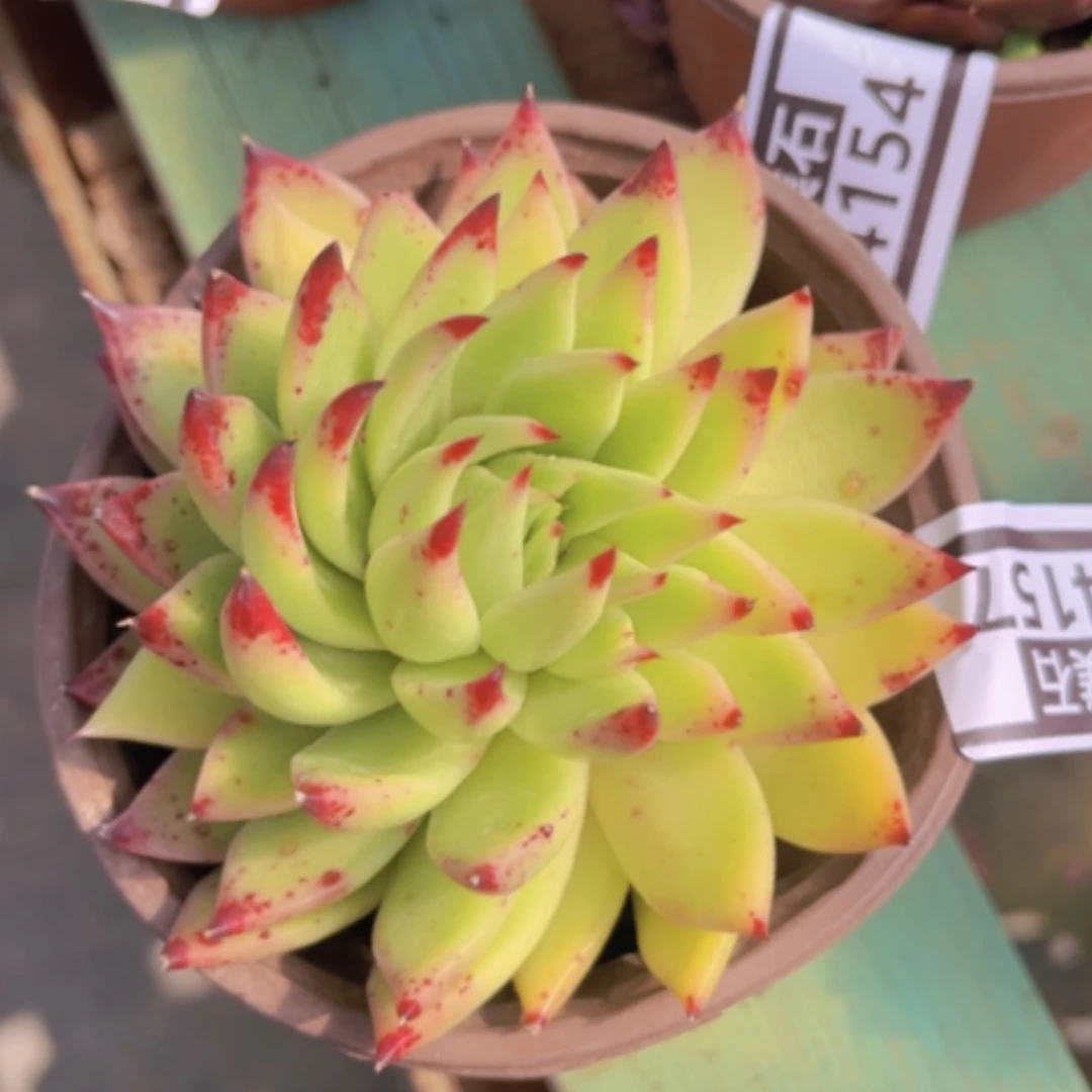 【闪购商品】东云杂04157