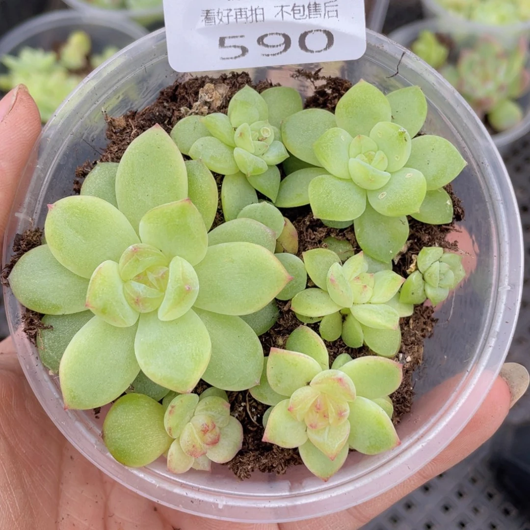 云糖心多肉植物590