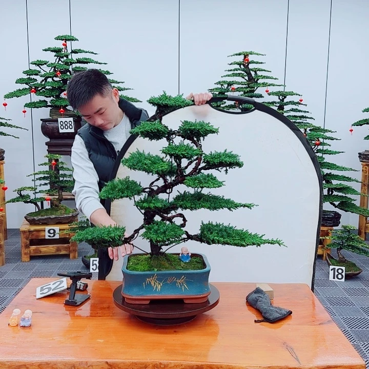 松树盆景一物一拍