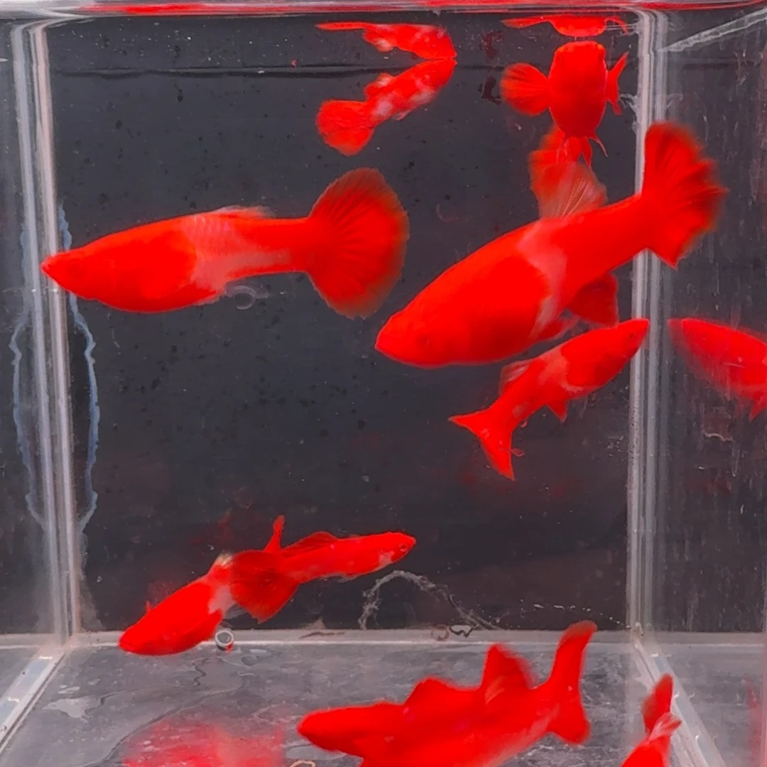 孔雀鱼双分水3公7母
