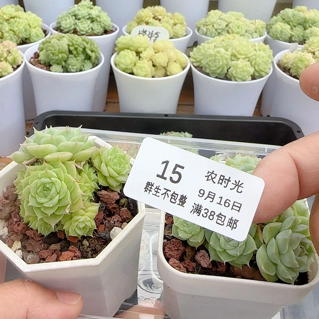 维***妮【闪购商品】0916-15两颗（不包整）