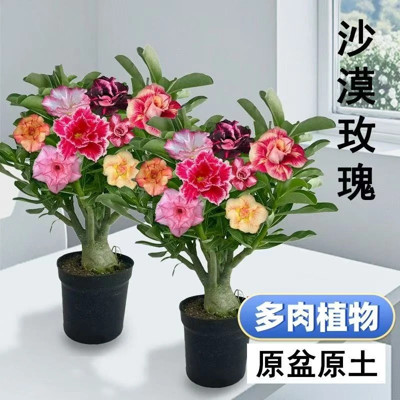 正宗重瓣沙漠玫瑰阳台盆栽花卉老桩四季开花耐干旱好成活夏季耐热