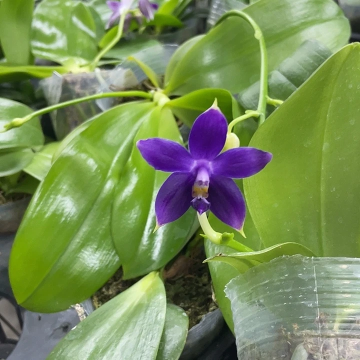 谢****完全开放蔚蓝 2.8寸带花根一般