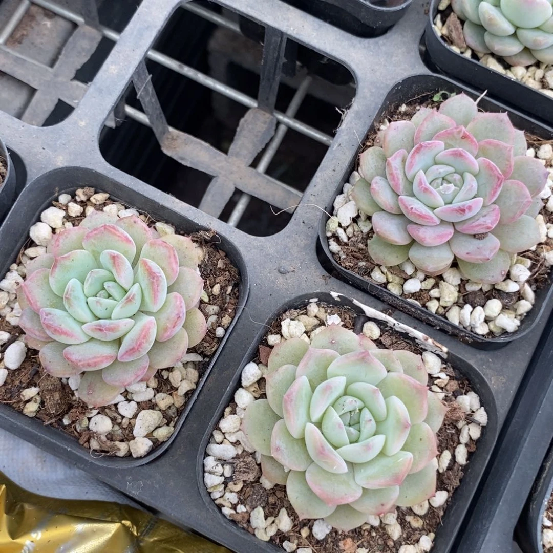 ⬆️人冰糖水晶一个