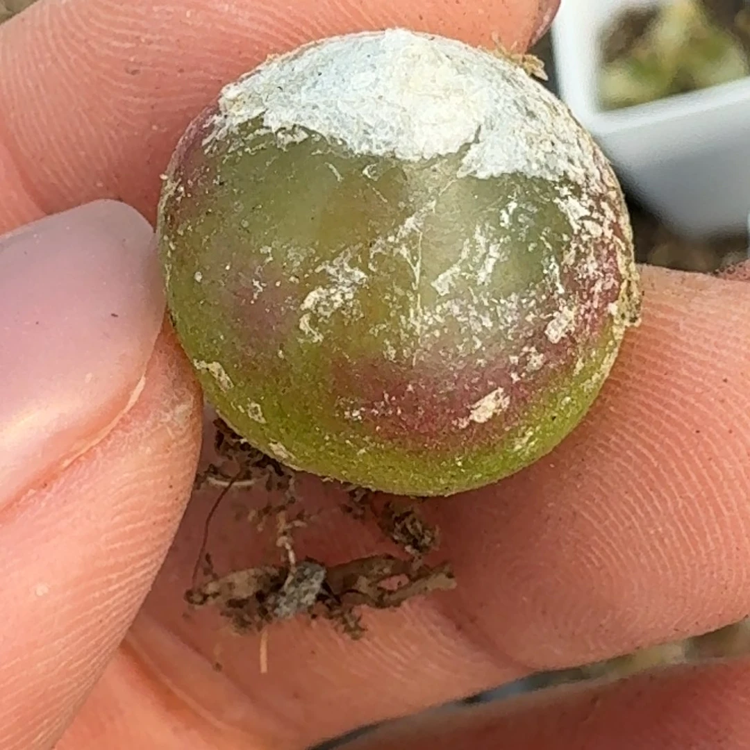 719灯泡尺寸1.7左右00000