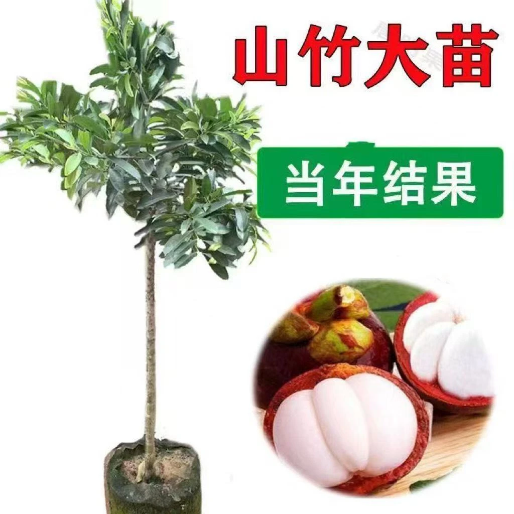 岭南山竹树苗带叶带土南方种植庭院种植地栽盆栽四季种植水果树苗