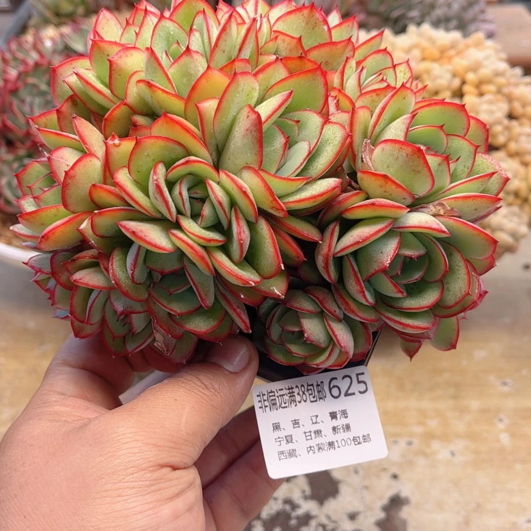 625牡丹亭缀德华多肉