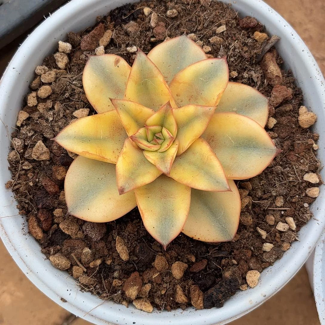 发货链接的，我们