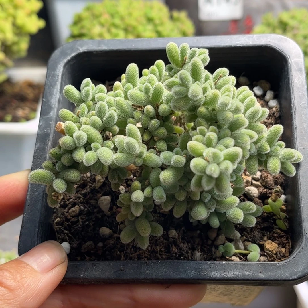 002冰晶优选枝干番杏