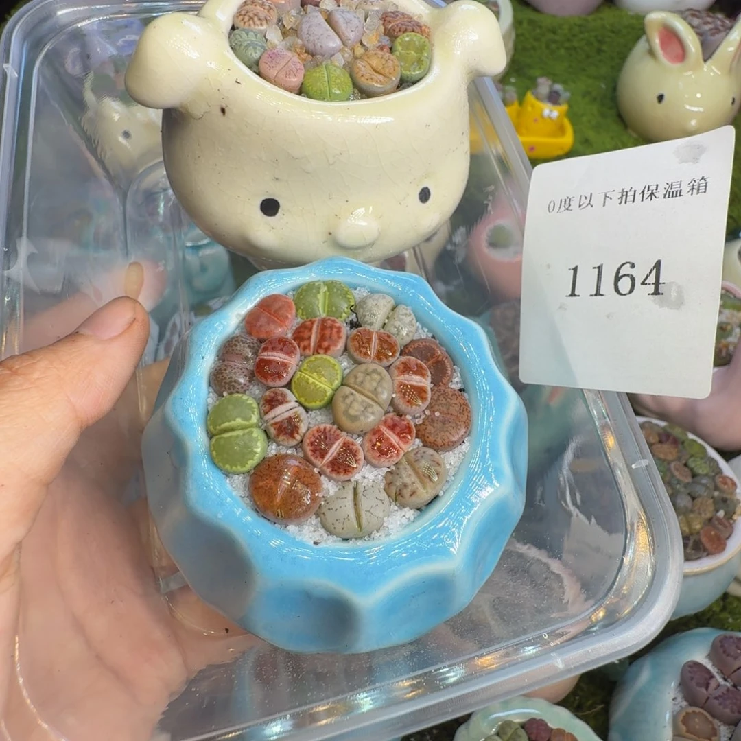 我***墙多肉植物一物一拍1164