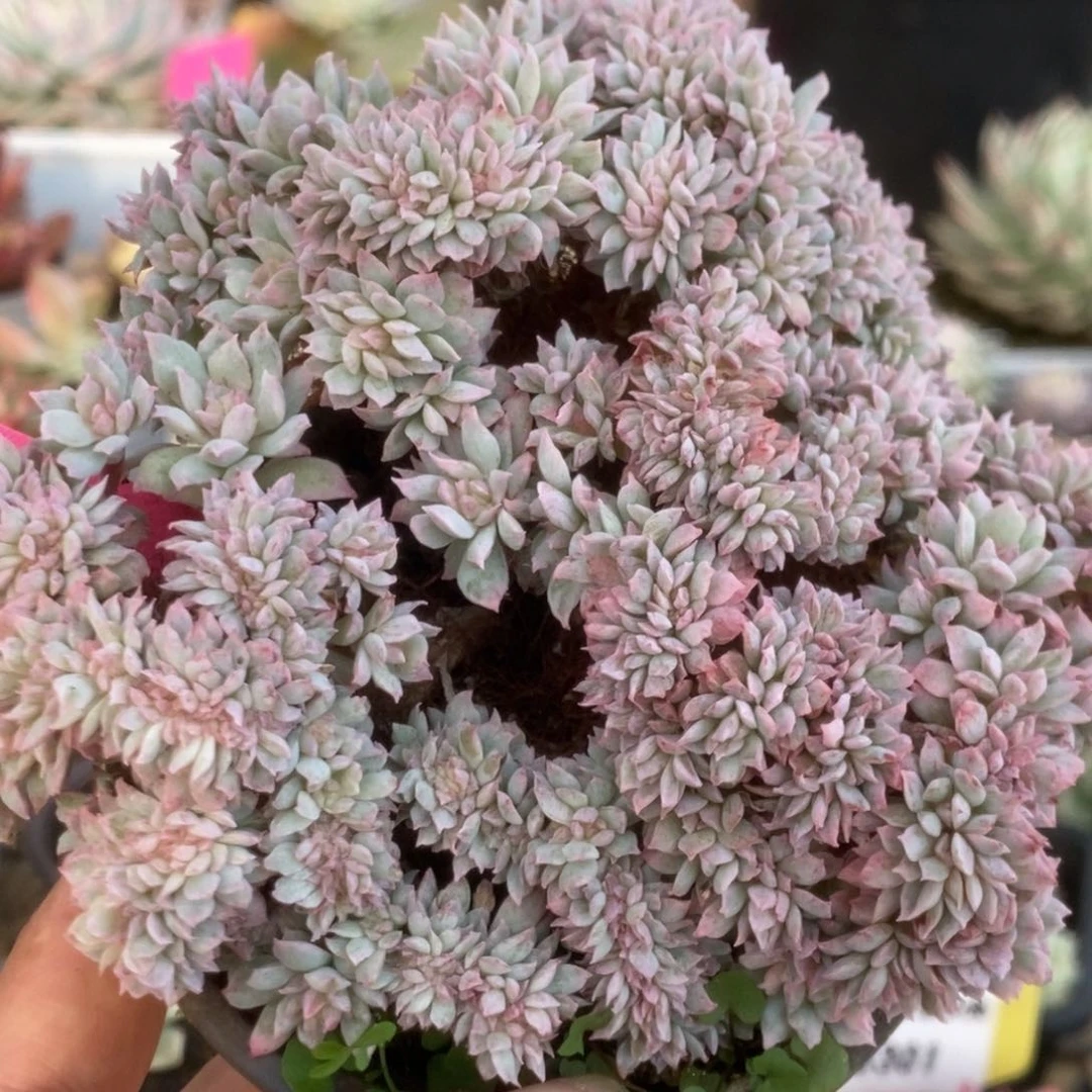 306火焰杯锦锦锦锦锦