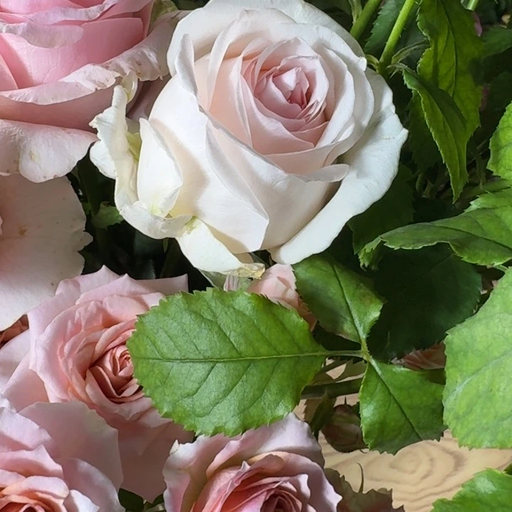 无花朵测试86小苗