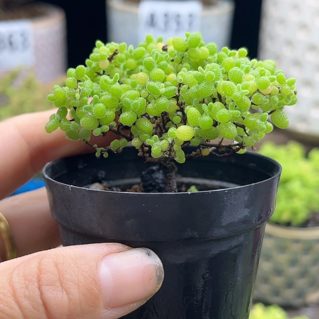 50蜜桔糖球优选枝干番杏