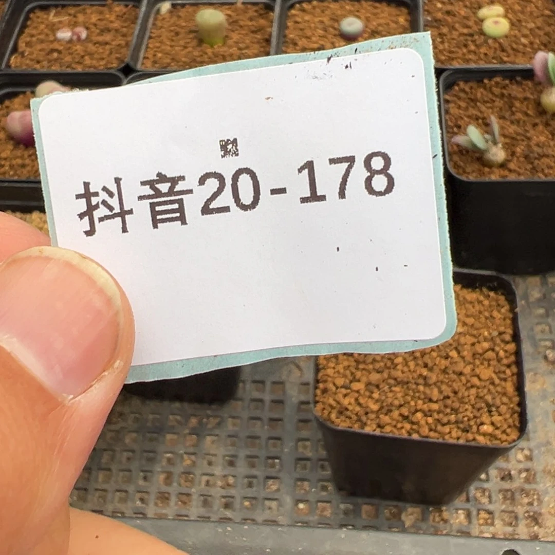 丁***生20-178十字纽扣多肉植物