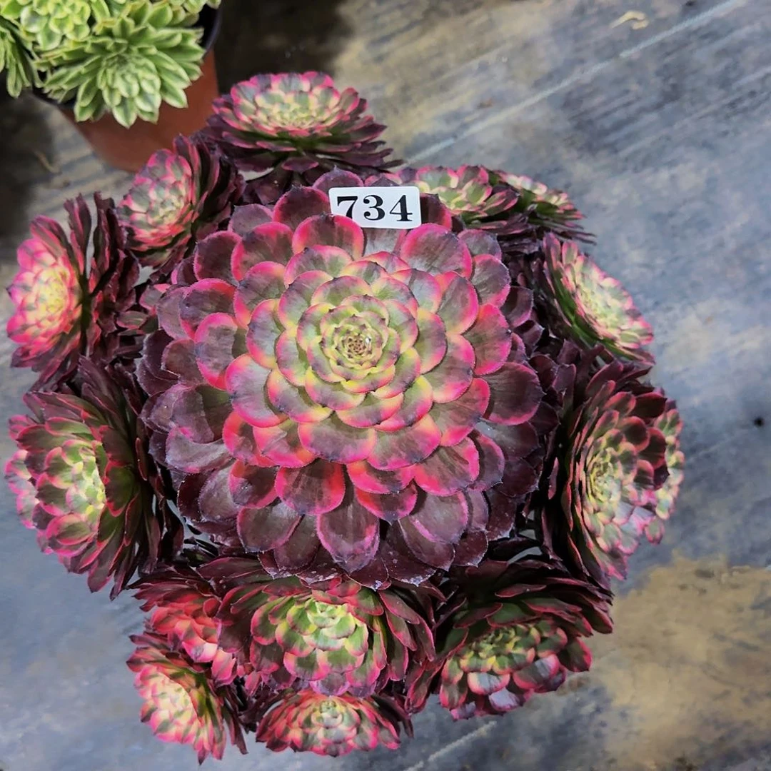 い****00000734黑金刚多肉植物