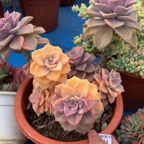 杨***?紫乐锦24 14多肉