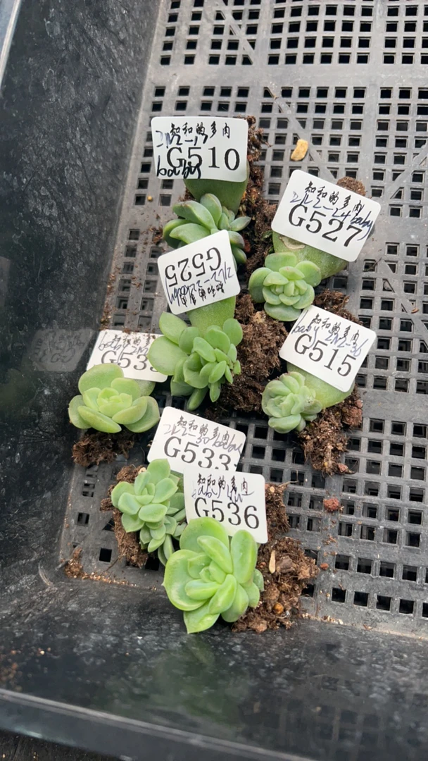 知和的多肉专拍链接