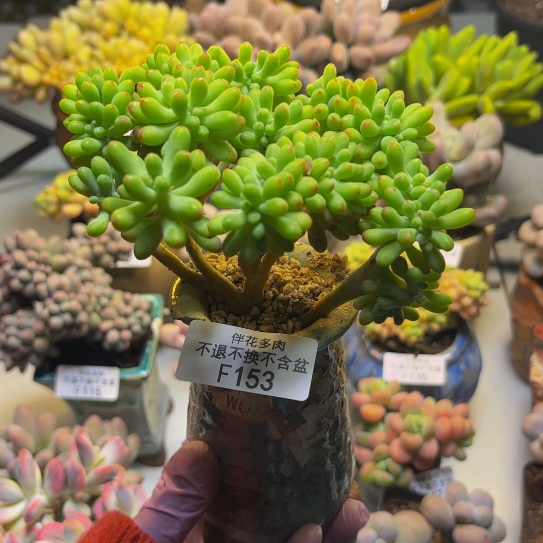 乙女心缀153/10cm多肉