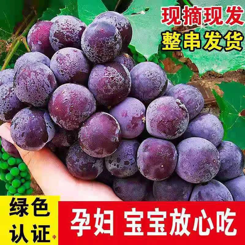 【整串发货】新鲜巨峰葡萄整串装新鲜葡萄应季水果非无籽孕妇水果