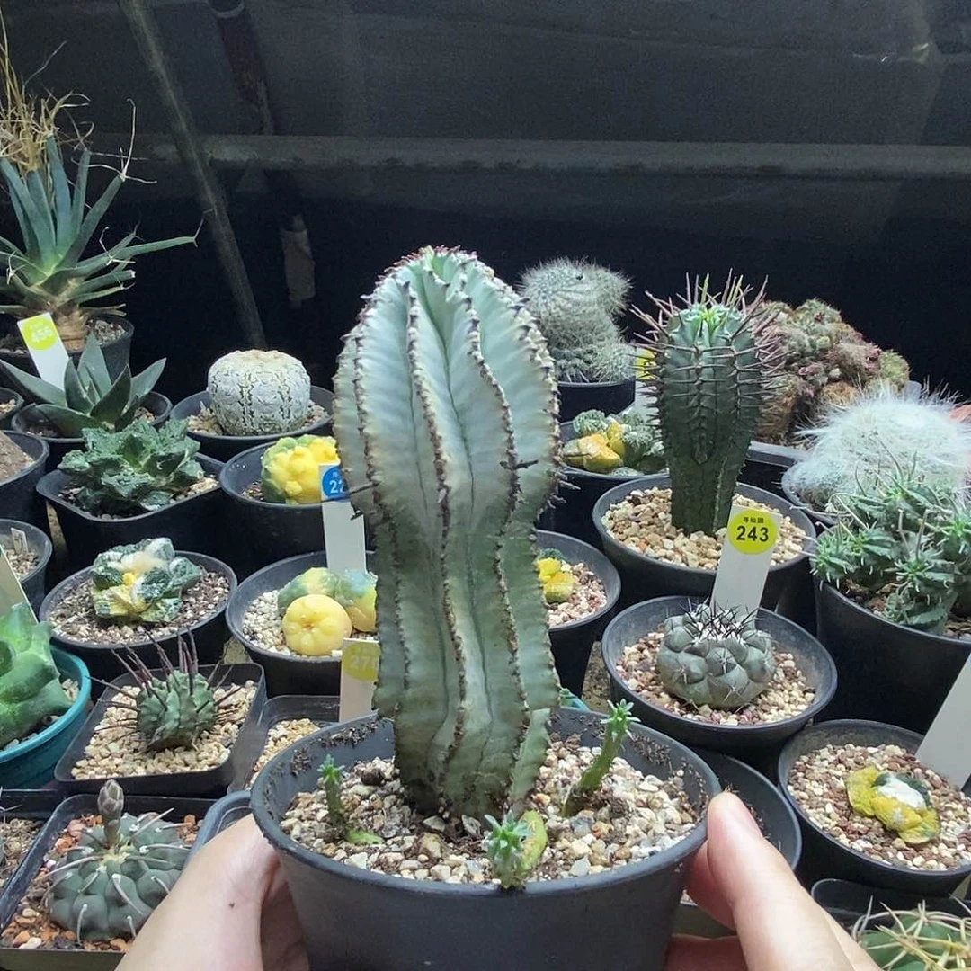 落雪白衣魁伟玉群5.1cm