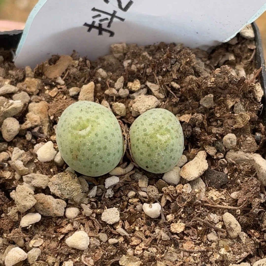 23-54波斯地毯多肉植物
