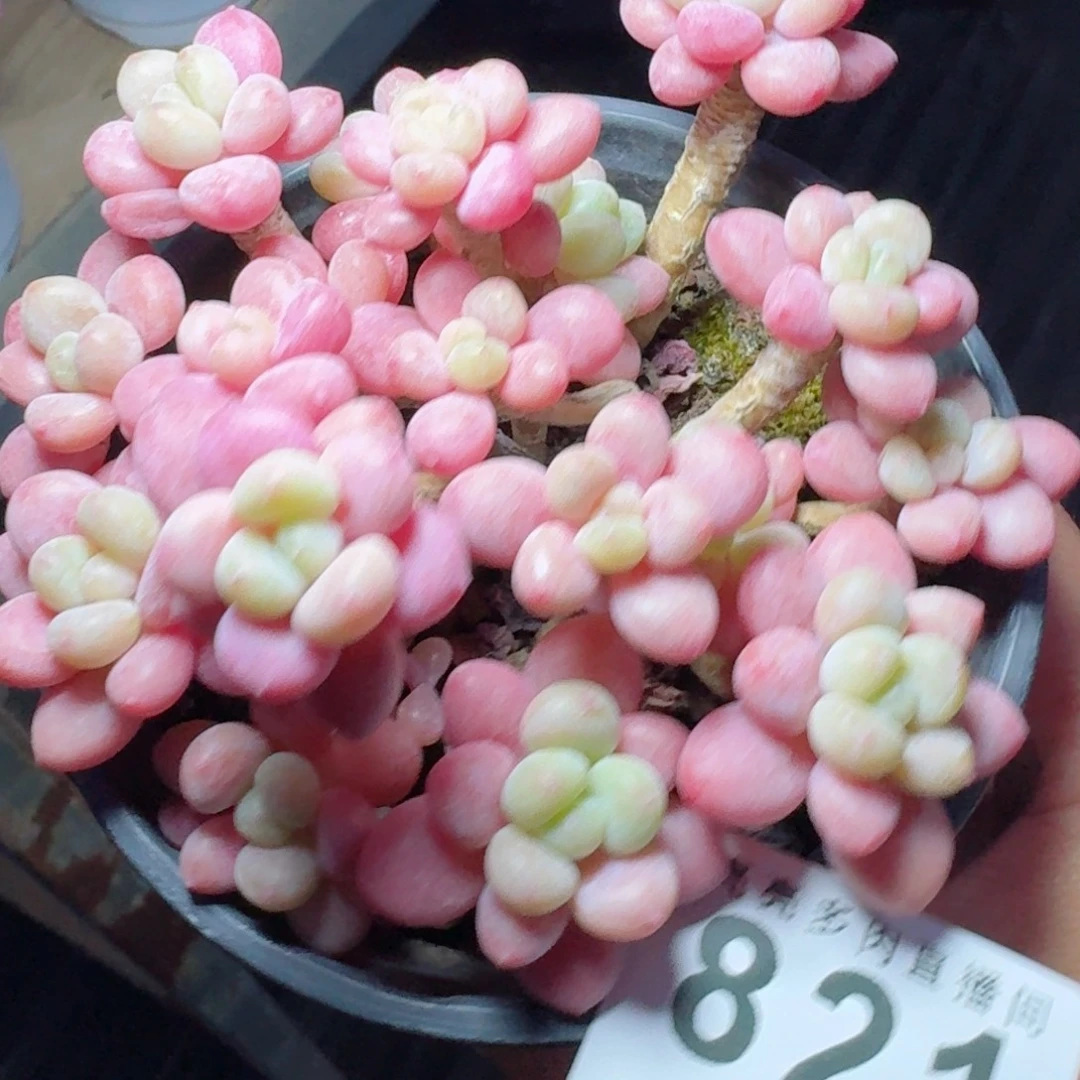 鱼子酱群生整装无砍