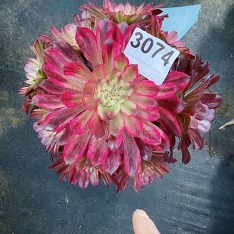 红陶3074琉璃多肉阴阳