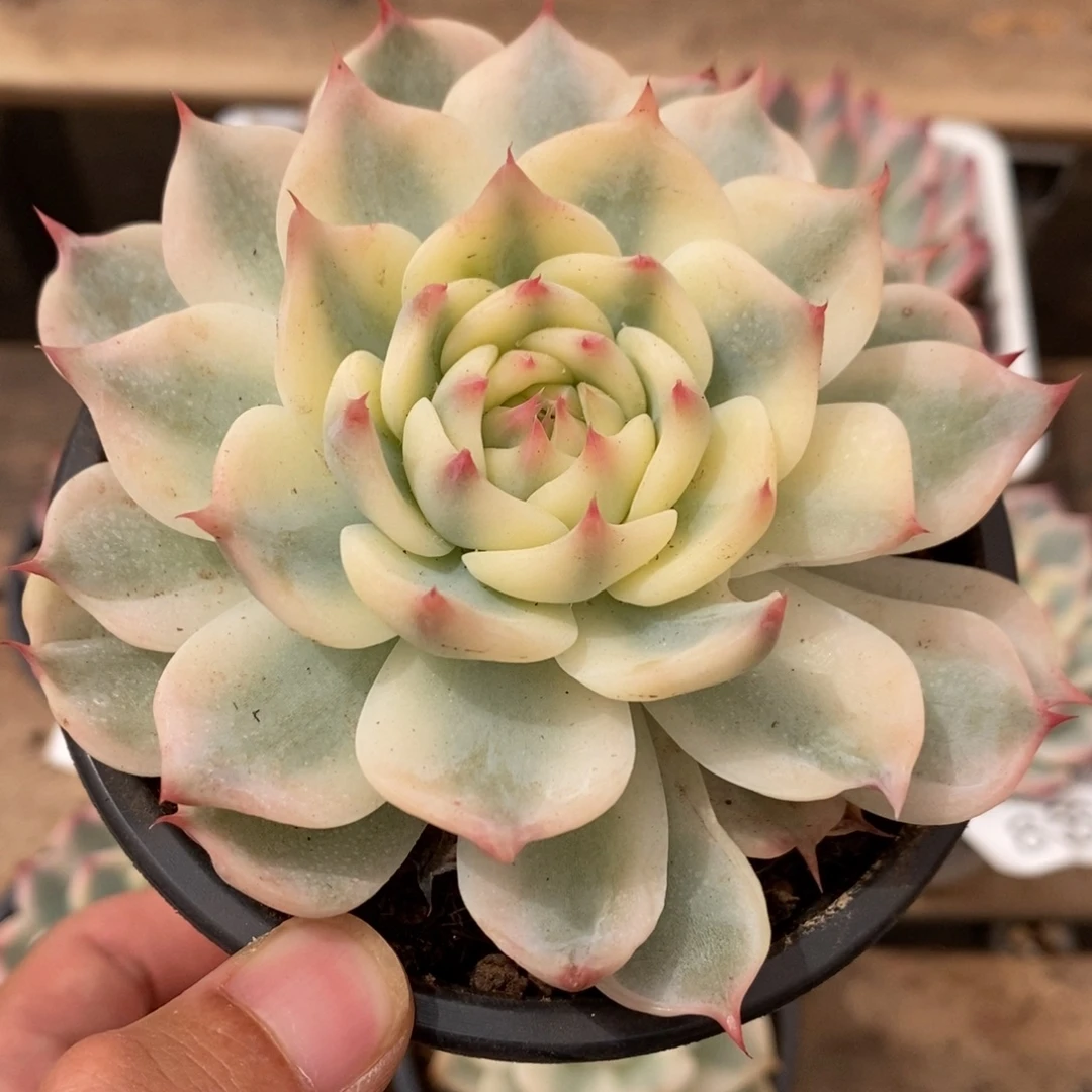 吉娃娃多肉植物8572