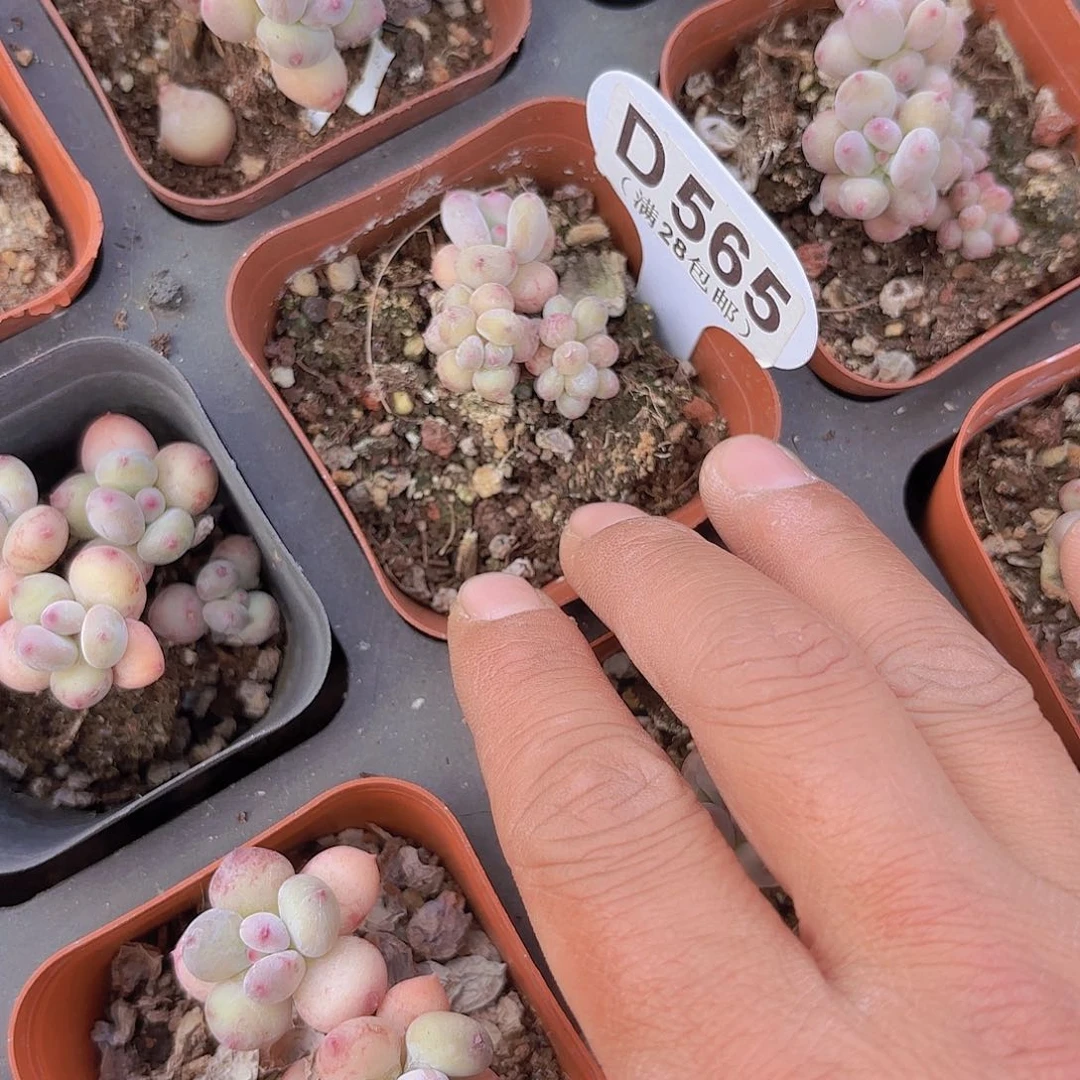 D565萤火虫一物一拍