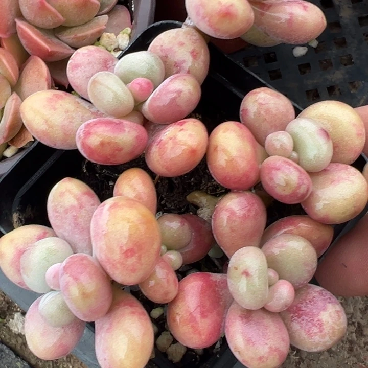 桃蛋多肉植物多肉植物