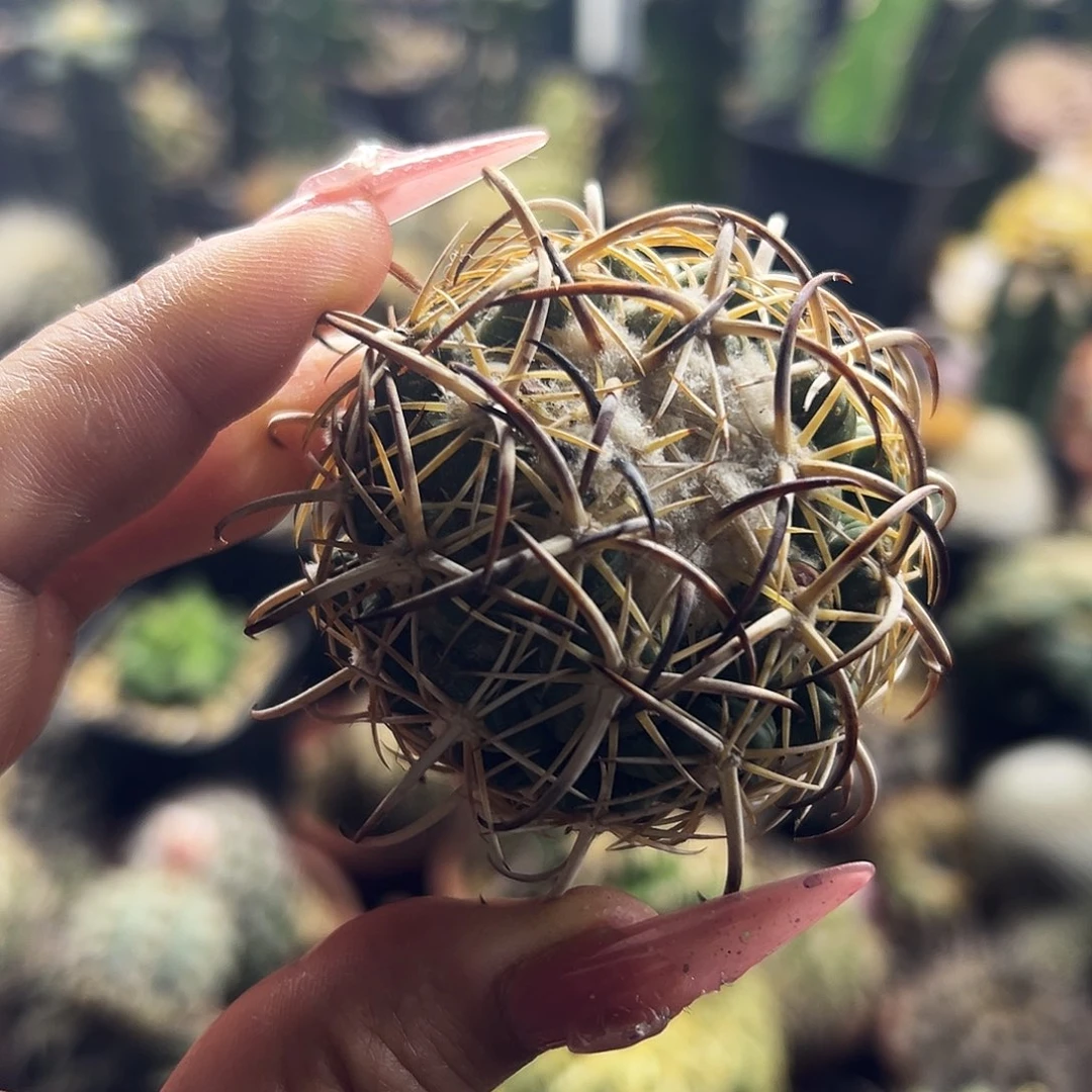 钢钉仙人球11111111