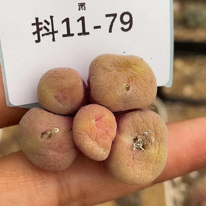 11-79空卡佛多肉植物