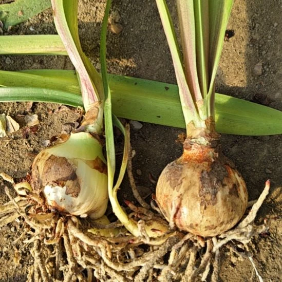 完全开放福利卡舞5-6厘米两棵