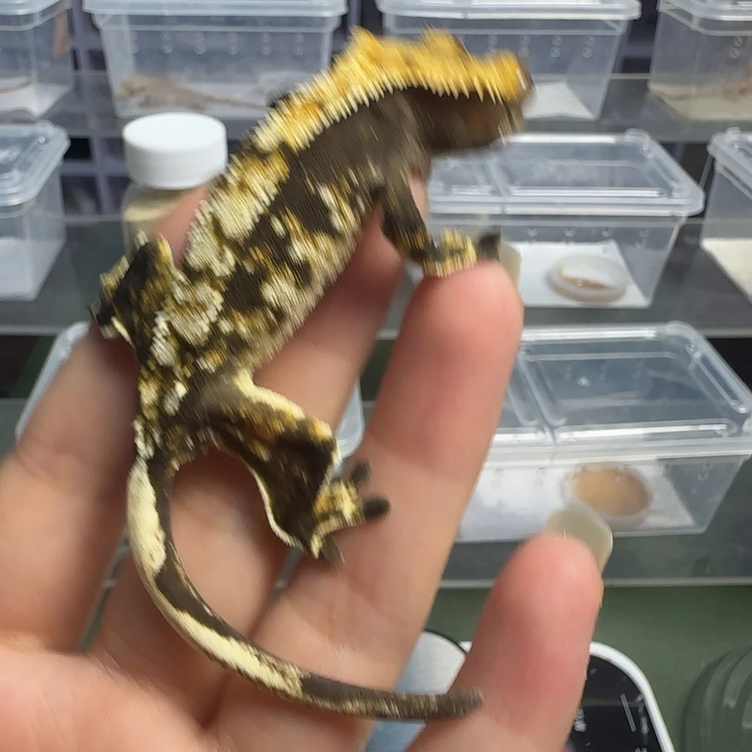 睫角守宫睫角守宫亚成