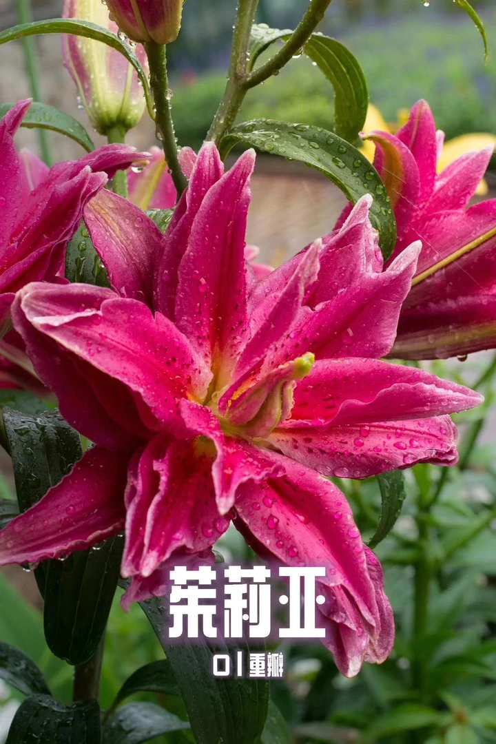 四季可种1颗 16/18【茱莉亚】进口香水百合种球