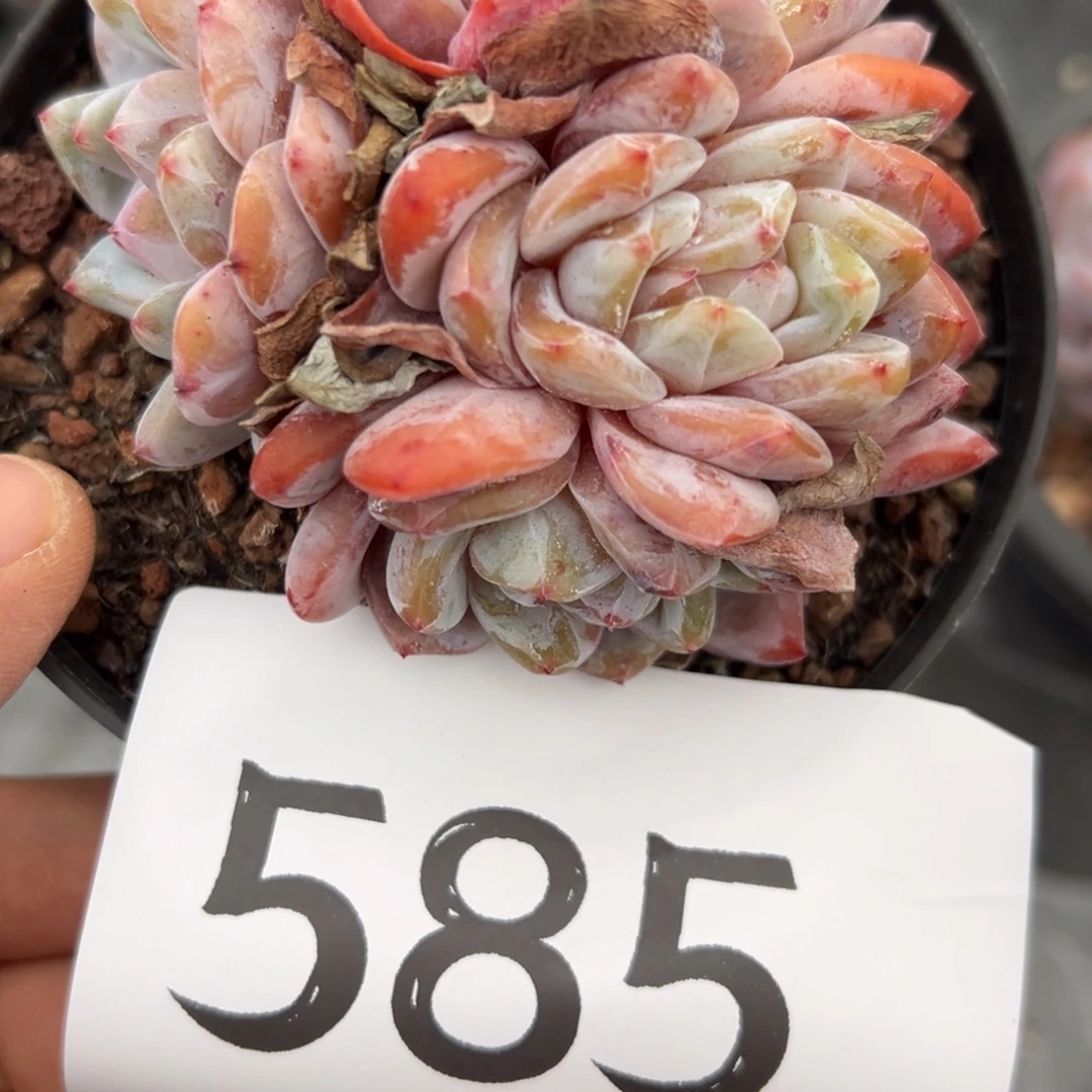 585、的地方vvv不宝贝