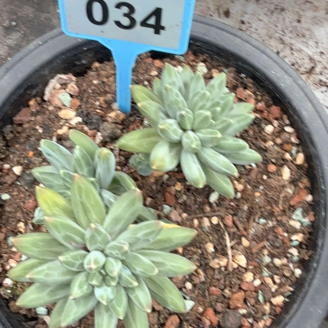 伊卡鲁斯多肉植物034