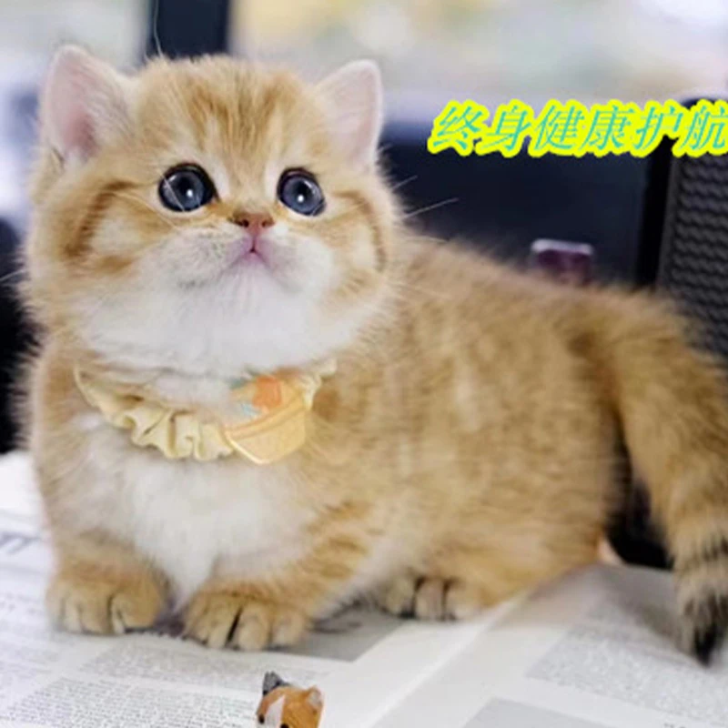 【喵喵鱼宠业】品种猫性格好塞尔凯克拿破仑曼基康英短金渐层猫活体