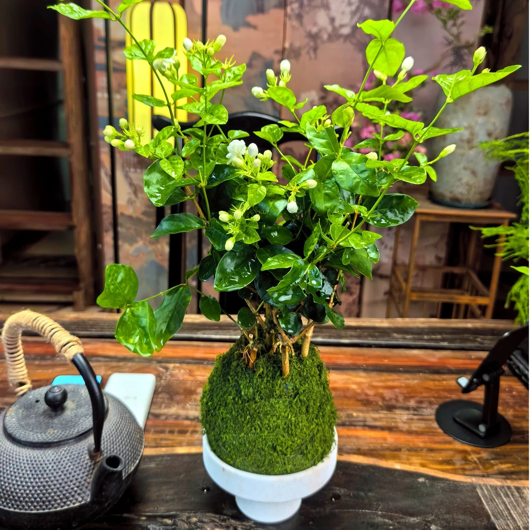 广西横县重瓣茉莉盆栽室内绿植开花芳香花卉净化空气